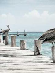 Crown Prince of Qin Crown Prince of Qin